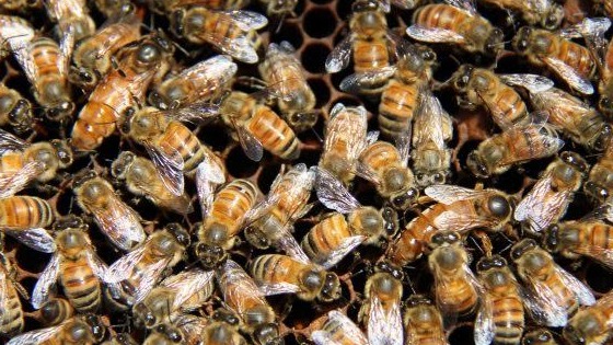 queen bees queen bees