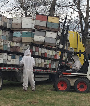 Local honey from beehives throughout New England and New York