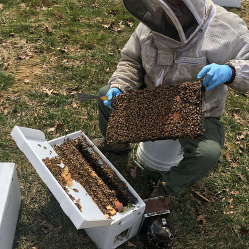 NUC Colonies